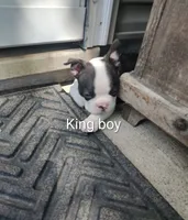 king, a male Boston Terrier for sale in Marion, IL – 2 of 6