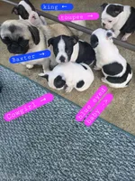 toupee, a female Boston Terrier for sale in Marion, IL – 3 of 5