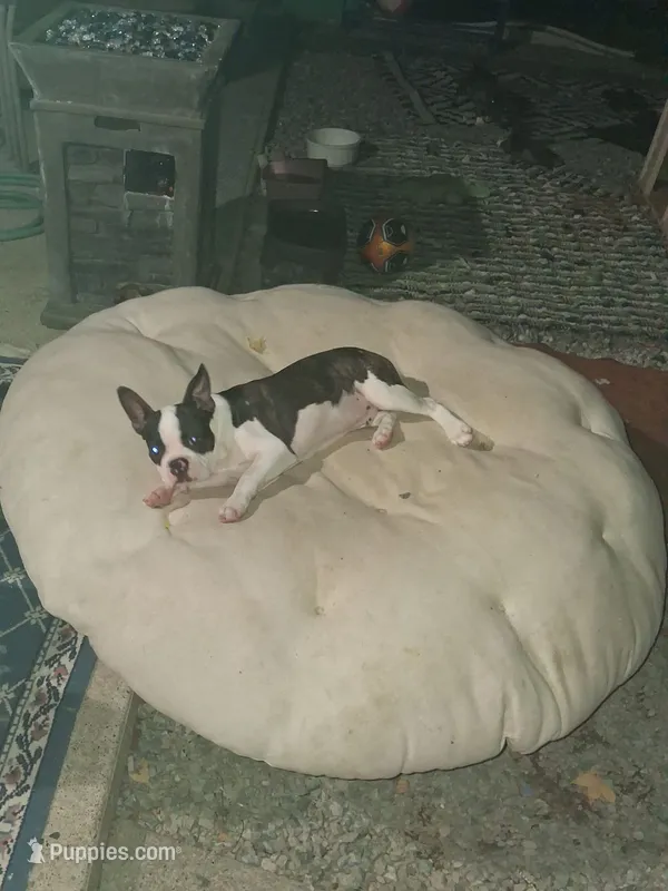 king – Boston Terrier puppy for sale in Marion, IL