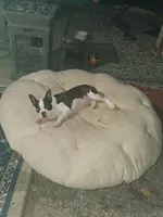 king, a male Boston Terrier for sale in Marion, IL – 1 of 9