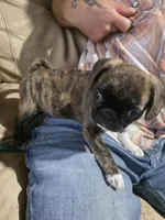 Prince, a male Boston Terrier and Pug for sale in Marion, IL – Photo 1 of 3