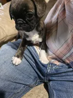 Prince, a male Boston Terrier and Pug for sale in Marion, IL – Photo 3 of 3