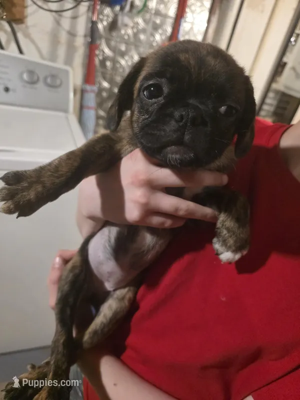 Twin, a female Boston Terrier and Pug for sale in Marion, IL – Photo 1 of 6