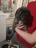 Twin, a female Boston Terrier and Pug for sale in Marion, IL – Photo 6 of 6