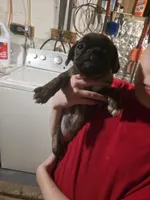 Twin, a female Boston Terrier and Pug for sale in Marion, IL – Photo 2 of 6