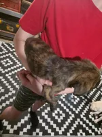 Twin, a female Boston Terrier and Pug for sale in Marion, IL – Photo 5 of 6