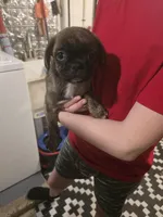 Twin, a female Boston Terrier and Pug for sale in Marion, IL – Photo 3 of 6