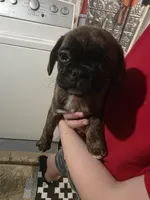 Twin, a female Boston Terrier and Pug for sale in Marion, IL – Photo 4 of 6