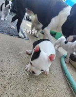 ziggy, a male Boston Terrier for sale in Marion, IL – 2 of 4