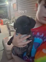 boy 1, a male Pug and Boerboel for sale in Marion, IL – 1 of 4
