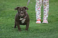 Choclate girl , a female Olde English Bulldogge for sale in Akron, OH – 4 of 7