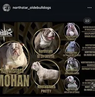 GrChampion sired- mohan , a male Olde English Bulldogge for sale in Akron, OH – 4 of 4