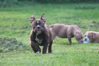 Choclate girl , a female Olde English Bulldogge for sale in Akron, OH – 2 of 6
