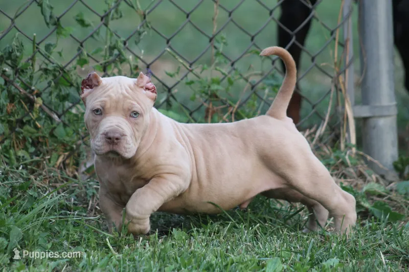 Conan the barbarian ( Merle )  – American Bully puppy for sale in Akron, OH