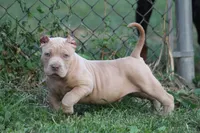 Conan the barbarian ( Merle ) , a male American Bully for sale in Akron, OH – 3 of 6