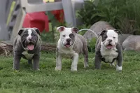 Blue Bella , a female Olde English Bulldogge for sale in Akron, OH – 2 of 7
