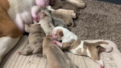 Lilac male , a male Olde English Bulldogge for sale in Akron, OH – 2 of 2