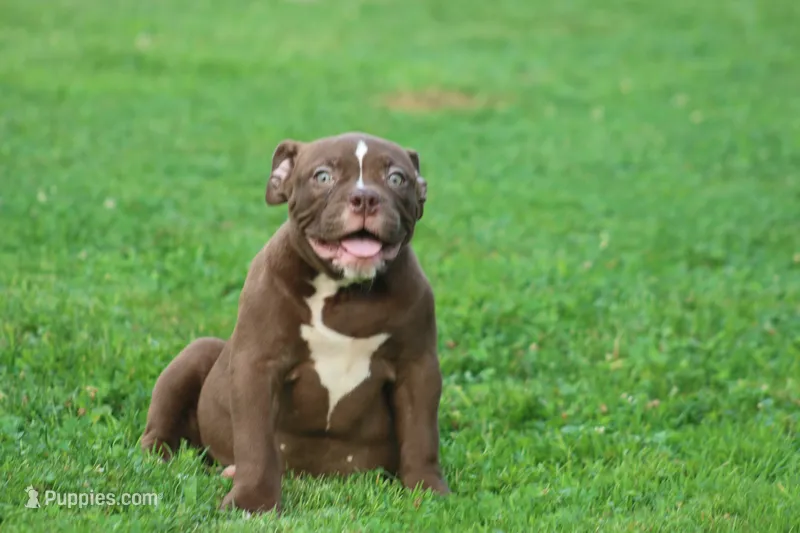 Choclate girl  – Olde English Bulldogge puppy for sale in Akron, OH