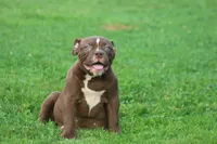 Choclate girl , a female Olde English Bulldogge for sale in Akron, OH – 1 of 6