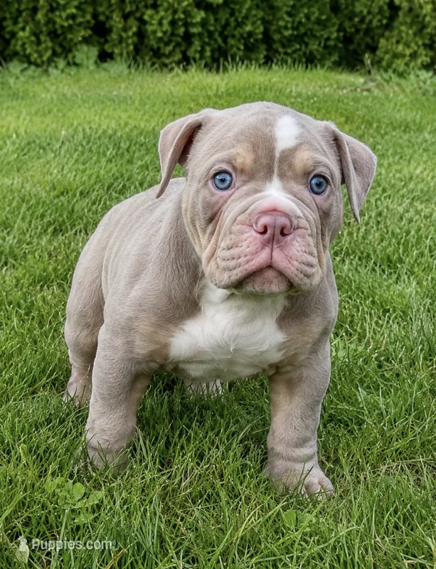 Slick  – Olde English Bulldogge puppy for sale in Akron, OH