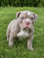 Slick , a male Olde English Bulldogge for sale in Akron, OH – 1 of 2