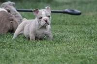 Baby bull , a male Olde English Bulldogge for sale in Akron, OH – 1 of 4