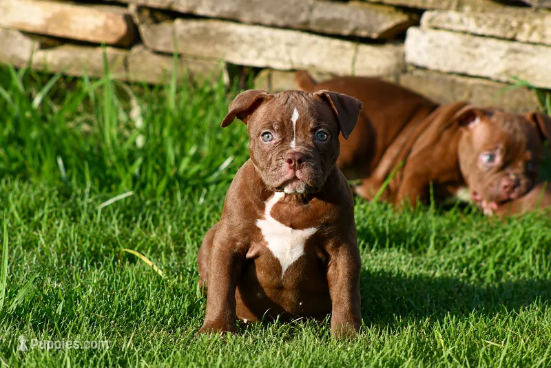 Choclate girl  – Olde English Bulldogge puppy for sale in Akron, OH