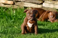 Choclate girl , a female Olde English Bulldogge for sale in Akron, OH – 2 of 5