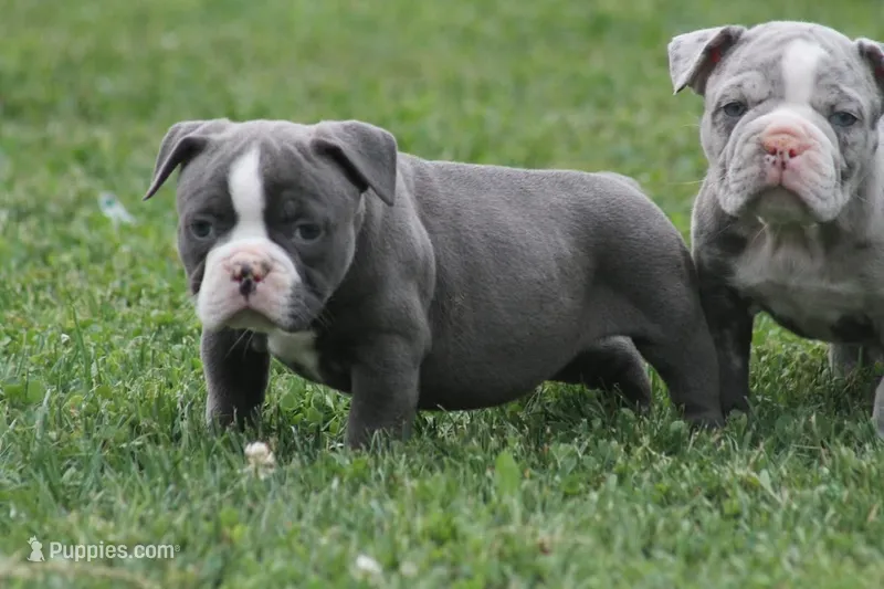 Blue Bella  – Olde English Bulldogge puppy for sale in Akron, OH