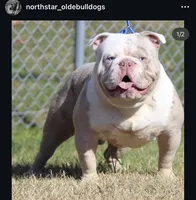 GrChampion sired- mohan , a male Olde English Bulldogge for sale in Akron, OH – 1 of 4