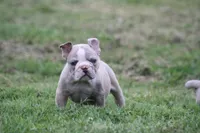 Baby bull , a male Olde English Bulldogge for sale in Akron, OH – 2 of 4