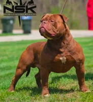 Omega , a male Olde English Bulldogge for sale in Akron, OH – 2 of 3