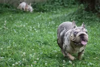 Velvet big rope girl, a female French Bulldog for sale in Akron, OH – 4 of 5