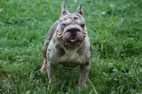 Velvet big rope girl, a female French Bulldog for sale in Akron, OH – 3 of 5