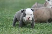 Pretty , a female Olde English Bulldogge for sale in Akron, OH – 3 of 3