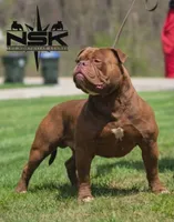 Choclate girl , a female Olde English Bulldogge for sale in Akron, OH – 4 of 5