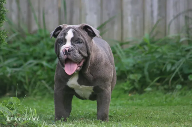Tessa – Olde English Bulldogge puppy for sale in Akron, OH