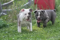 Tessa, a female Olde English Bulldogge for sale in Akron, OH – 3 of 4