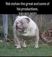 GrChampion sired- mohan , a male Olde English Bulldogge for sale in Akron, OH – 3 of 4