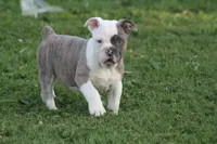 Blue Bella , a female Olde English Bulldogge for sale in Akron, OH – 6 of 7