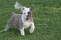 Blue Bella , a female Olde English Bulldogge for sale in Akron, OH – 4 of 7