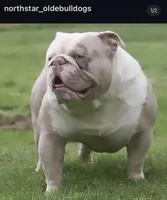Slick , a male Olde English Bulldogge for sale in Akron, OH – 2 of 2