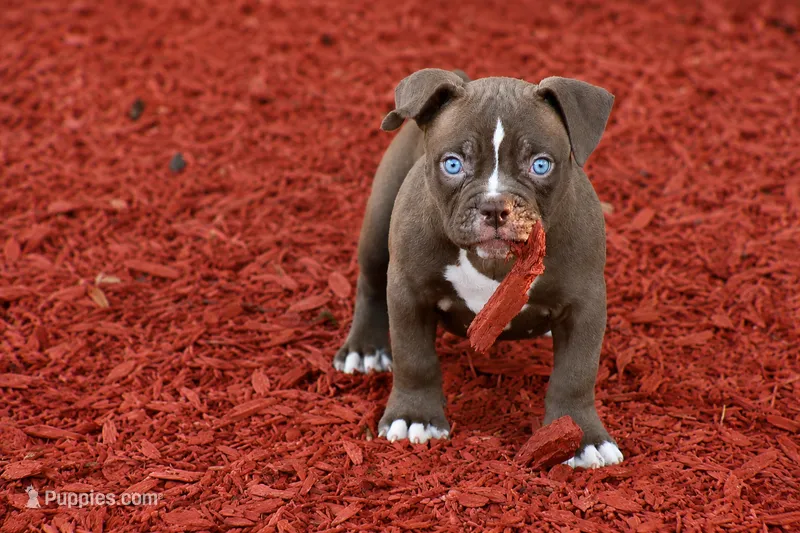 Choclate girl  – Olde English Bulldogge puppy for sale in Akron, OH