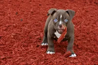 Choclate girl , a female Olde English Bulldogge for sale in Akron, OH – 1 of 5