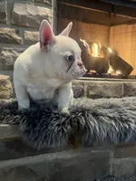 Creme, a female French Bulldog for sale in Akron, OH – Photo 4 of 6