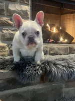 Creme, a female French Bulldog for sale in Akron, OH – Photo 3 of 6