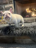 Creme, a female French Bulldog for sale in Akron, OH – Photo 2 of 6