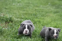 Blue Bella , a female Olde English Bulldogge for sale in Akron, OH – 2 of 3
