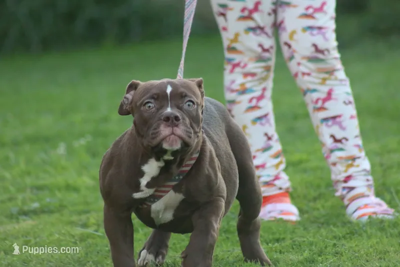 Choclate girl  – Olde English Bulldogge puppy for sale in Akron, OH