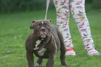 Choclate girl , a female Olde English Bulldogge for sale in Akron, OH – 1 of 7